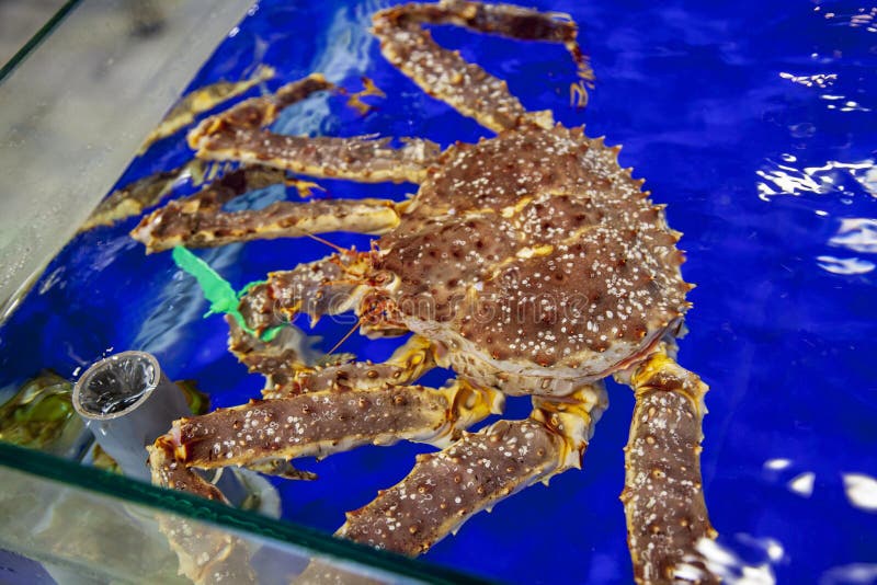 Um caranguejo grande num aquário de restaurante fotos de stock