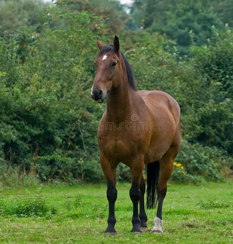 Um cavalo Um cavalo