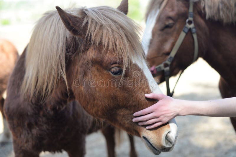 Cavalo Pulando Durante O Encontro De Cavalo Em Todo O País Pela Manhã  Fotografia Editorial - Imagem de grama, verde: 160272922