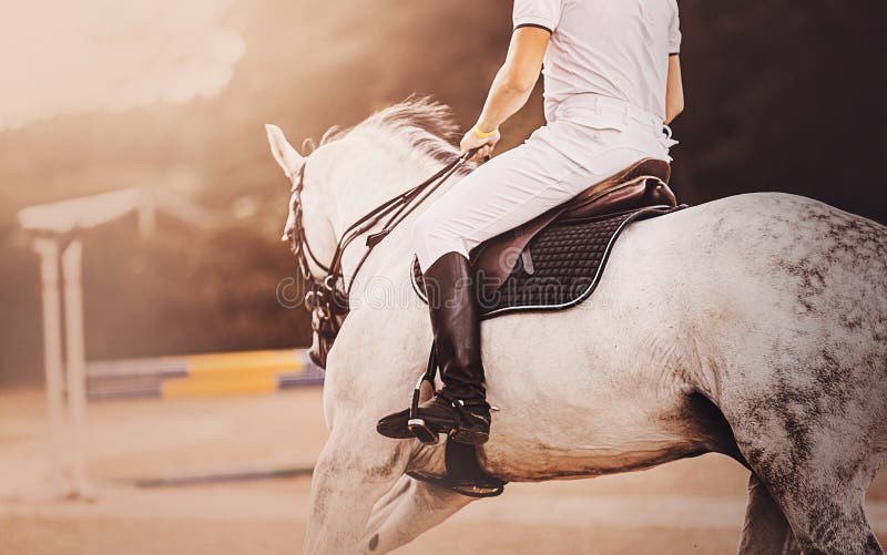 Foto de Cavalo Pulando Fench Desfoque De Movimento Durante A Corrida e mais  fotos de stock de Corrida de Cavalos - Evento Equestre - iStock