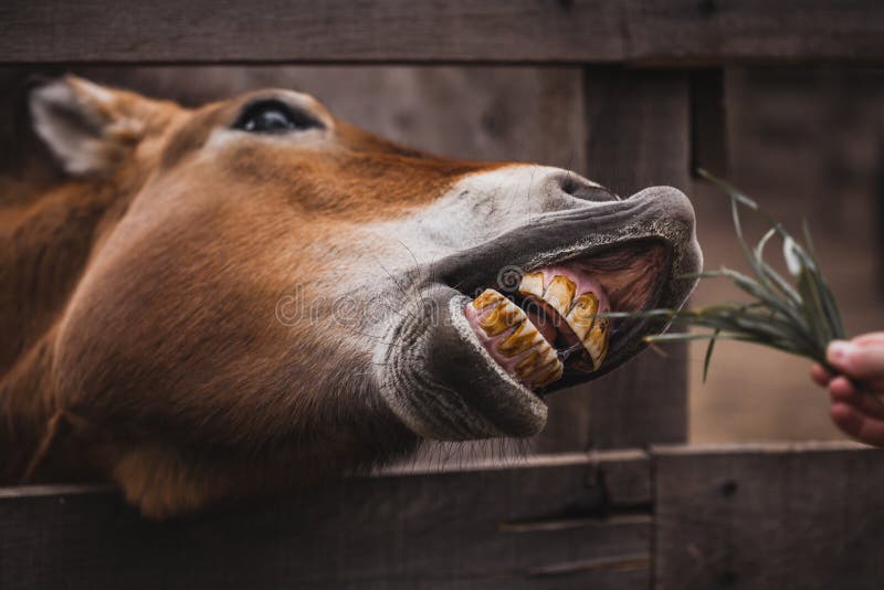 Dentes Cavalo Engraçado - Foto gratuita no Pixabay - Pixabay