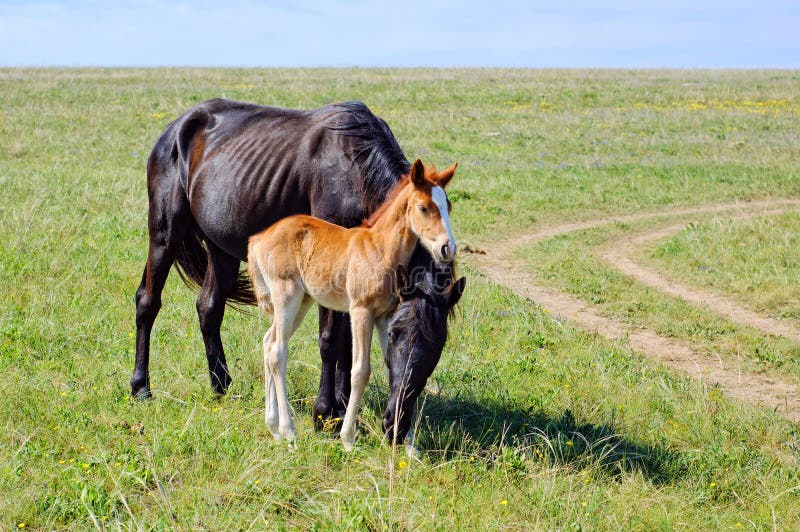 Cavalo preto comendo pastagem no curral a frente de um cavalo pardo Stock  Photo