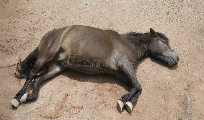Um cavalo de descanso foto de stock royalty free Um cavalo de descanso foto de stock royalty free