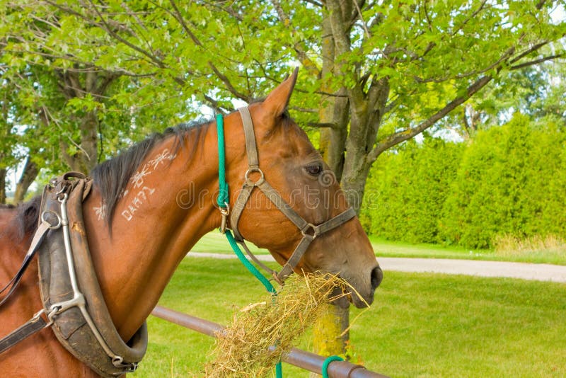 Um cavalo marcado que come o feno imagem de stock royalty free Um cavalo marcado que come o feno imagem de stock royalty free