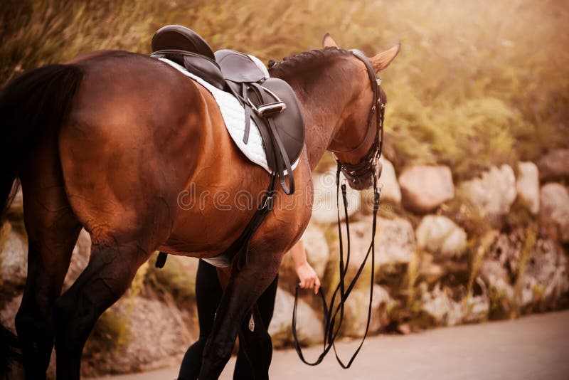 Pura Reflexão: O cavalo selado