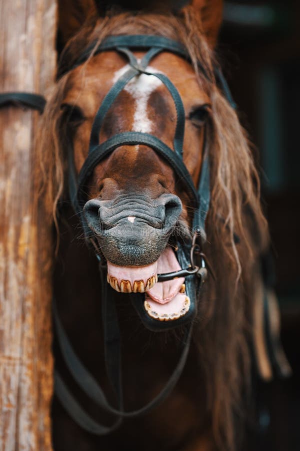 Cavalo sorridente fotos, imagens de © plasid #14801001