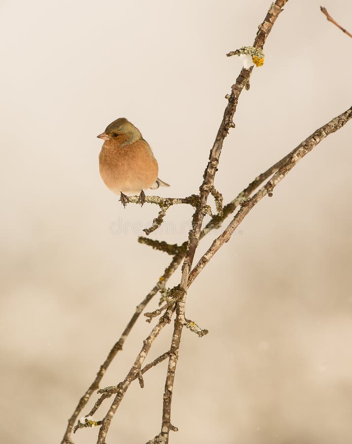 Chaffinch masculino no ramo foto de stock royalty free Chaffinch masculino no ramo foto de stock royalty free