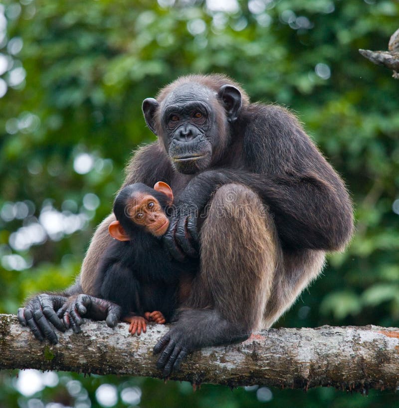 Macaco Chimpanzé Fêmea com Filhote