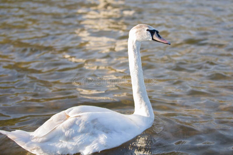 Um cisne mudo num lago foto de stock royalty free