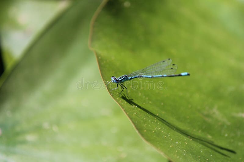 Um close up azul da libélula em uma folha do lírio de água na lagoa fotografia de stock Um close up azul da libélula em uma folha do lírio de água na lagoa fotografia de stock