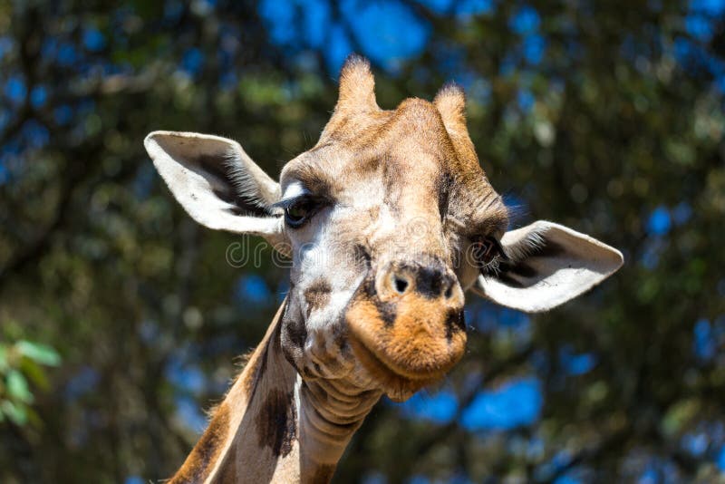 Um close-up da cabeça de um girafa imagem de stock