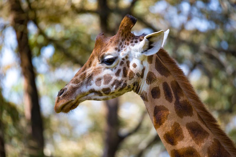 Um close-up da cabeça de um girafa fotografia de stock royalty free