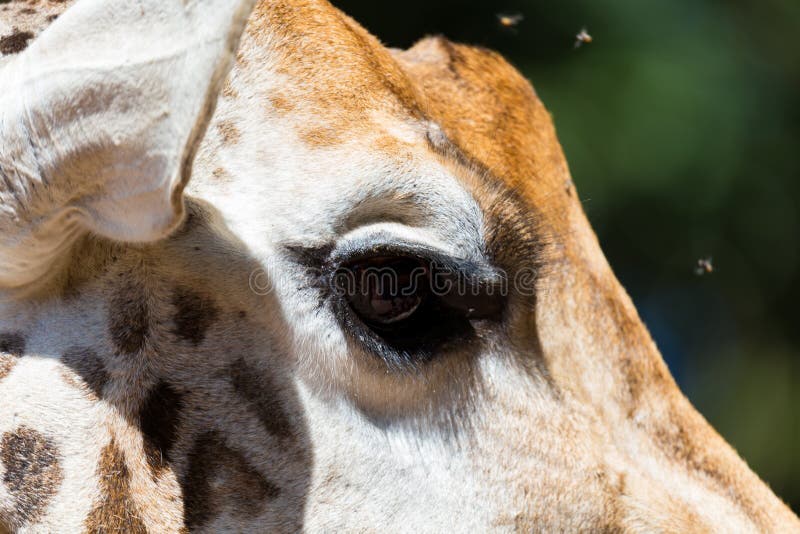 Um close-up da cabeça de um girafa imagens de stock royalty free