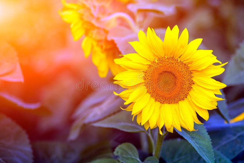 Um close-up de um girassol amarelo brilhante novo foto de stock Um close-up de um girassol amarelo brilhante novo foto de stock