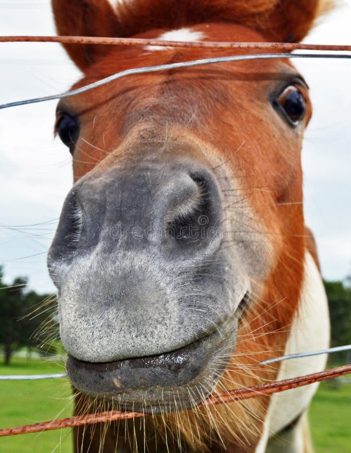 Cavalo Novo Com Boca Aberta Imagem de Stock - Imagem de sorriso, selvagem:  31668367