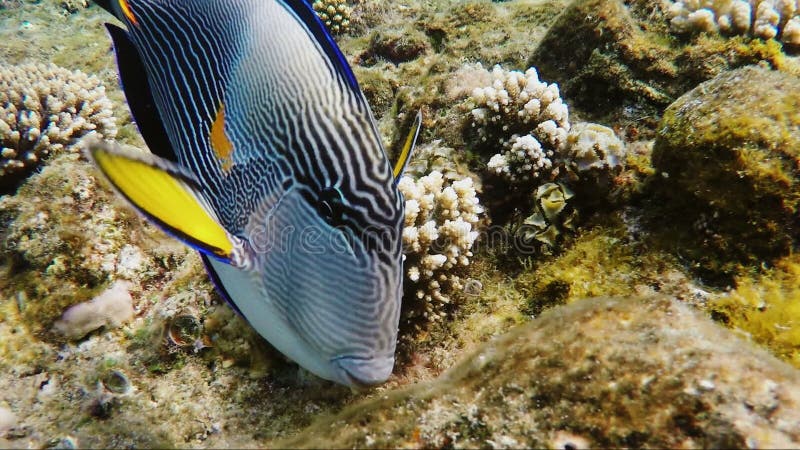 Um close-up de um peixe do cirurgião, alimentando perto dos corais Mar Vermelho, Egipto