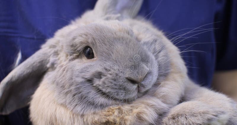 Um Gato Fofo Com Uma Cara Insatisfeita Engraçada Sentado Na Sala De Jogos  No Meio Do Conjunto De Construção Imagem de Stock - Imagem de pele, relaxe:  273463869