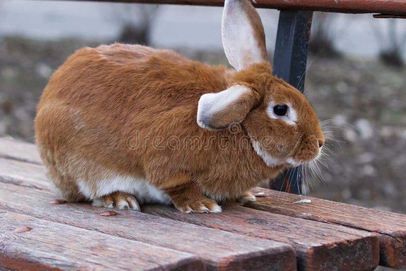 Um coelho pequeno, ruivo, macio, doméstico senta-se em um banco de madeira em uma rua da cidade foto de stock Um coelho pequeno, ruivo, macio, doméstico senta-se em um banco de madeira em uma rua da cidade foto de stock