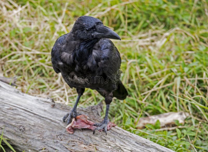 Um corvo preto rouba uma parte de alimento em Alaska foto de stock Um corvo preto rouba uma parte de alimento em Alaska foto de stock