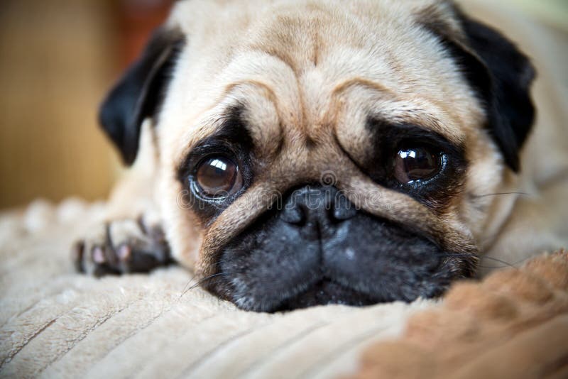 Um cão bonito do Pug foto de stock Um cão bonito do Pug foto de stock