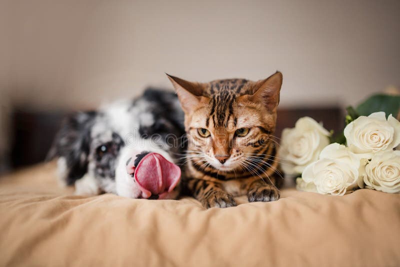 Um cão border collie e gato na cama com flores Amor do conceito 8 de março fotografia de stock Um cão border collie e gato na cama com flores Amor do conceito 8 de março fotografia de stock