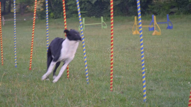 Um cão de border collie do slalom corre entre os cargos, movimento lento