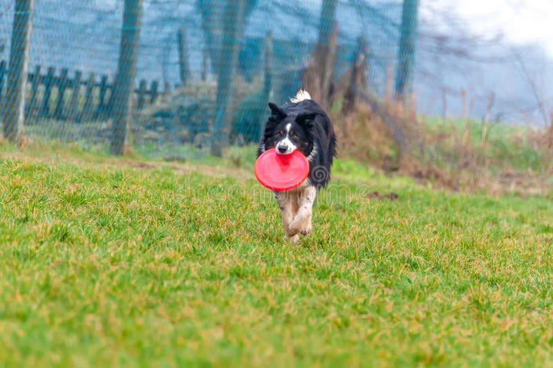 Um cão de guarda-fronteiras brincando com um frisbee fotografia de stock royalty free Um cão de guarda-fronteiras brincando com um frisbee fotografia de stock royalty free