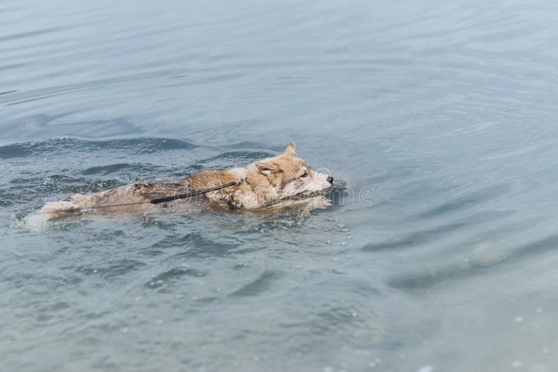 Um cão está nadando em um lago ou em um mar C?o de puxar tren?s Siberian Conceito quente do ver?o imagens de stock royalty free Um cão está nadando em um lago ou em um mar C?o de puxar tren?s Siberian Conceito quente do ver?o imagens de stock royalty free