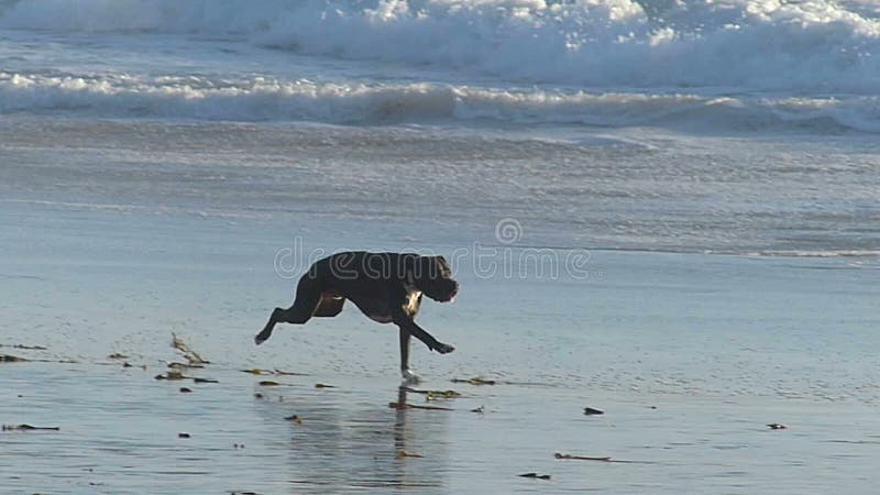 Um cão que persegue uma bola na praia no movimento lento