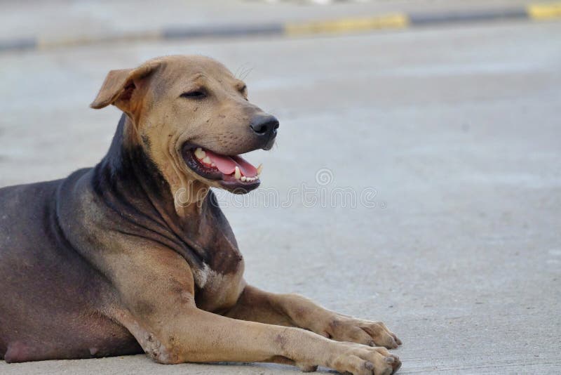 Um cão tailandês com cara do smiley imagem de stock Um cão tailandês com cara do smiley imagem de stock