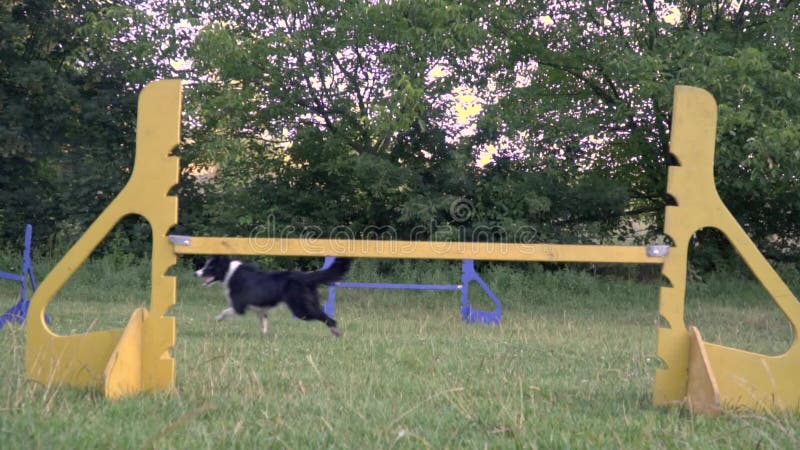 Um cão treinado border collie salta sobre a barreira, movimento lento