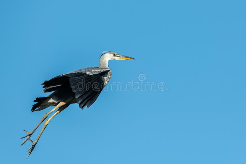 Um céu azul do voo engraçado de Grey Heron fotografia de stock Um céu azul do voo engraçado de Grey Heron fotografia de stock