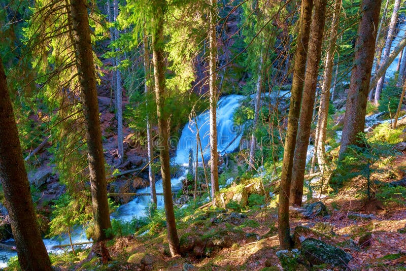 Um córrego selvagem cruza a floresta bávara imagem de stock Um córrego selvagem cruza a floresta bávara imagem de stock