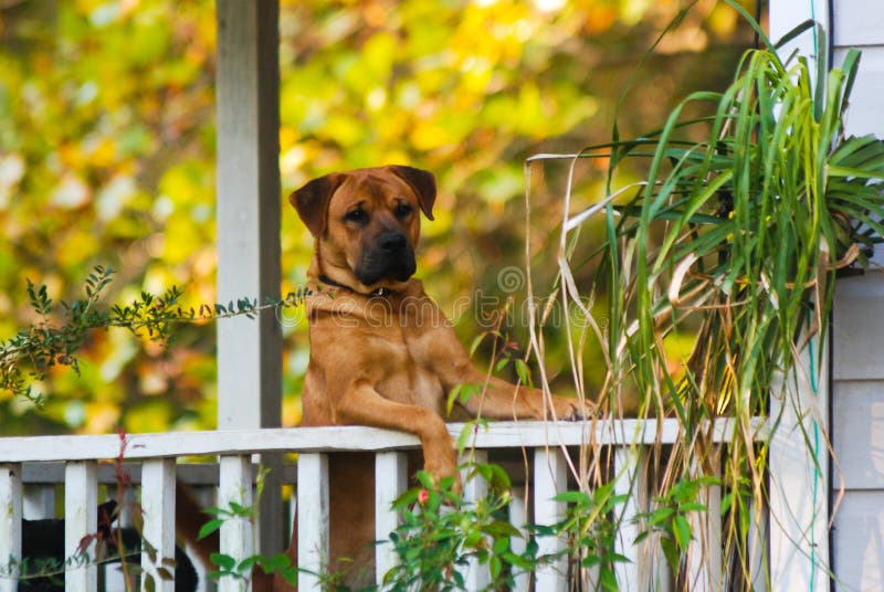 A brown mix breed dog peeks over porch railing on a warm summer evening. A brown mix breed dog peeks over porch railing on a warm summer evening