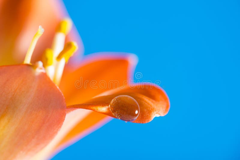 Um detalhe da flor com uma gota grande da chuva fotografia de stock Um detalhe da flor com uma gota grande da chuva fotografia de stock