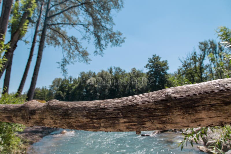 Um detalhe disparou de um ramo com o rio e de um o mais forrest fora de foco no fundo fotos de stock Um detalhe disparou de um ramo com o rio e de um o mais forrest fora de foco no fundo fotos de stock