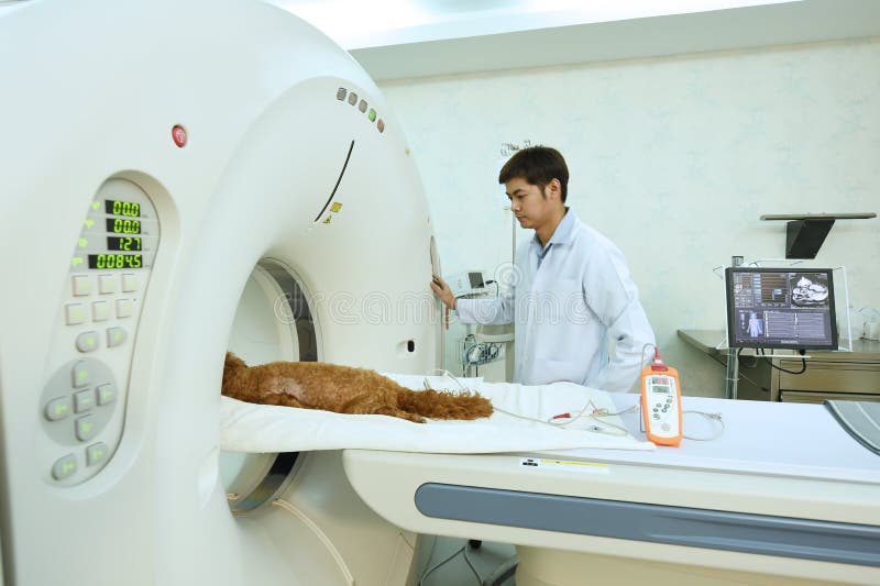 Um doutor veterinário que trabalha na sala do varredor de MRI imagens de stock royalty free Um doutor veterinário que trabalha na sala do varredor de MRI imagens de stock royalty free