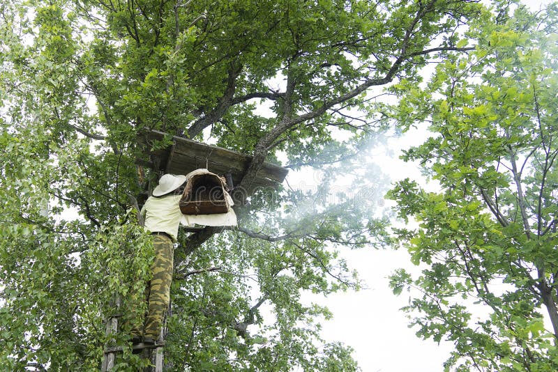 O Apicultor Fuma Abelhas De Uma Colmeia Que Um Fumo Por Significa