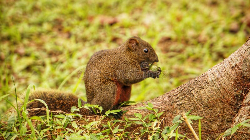 Um esquilo bonito está comendo um fruto na terra fotografia de stock royalty free Um esquilo bonito está comendo um fruto na terra fotografia de stock royalty free