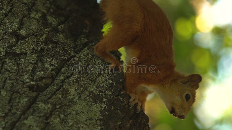 Um esquilo curioso procurando por comida pulando em árvores, natureza selvagem, vestida