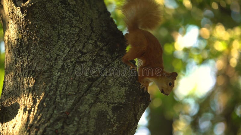 Um esquilo saltando na árvore no parque, escondido de olhos curiosos