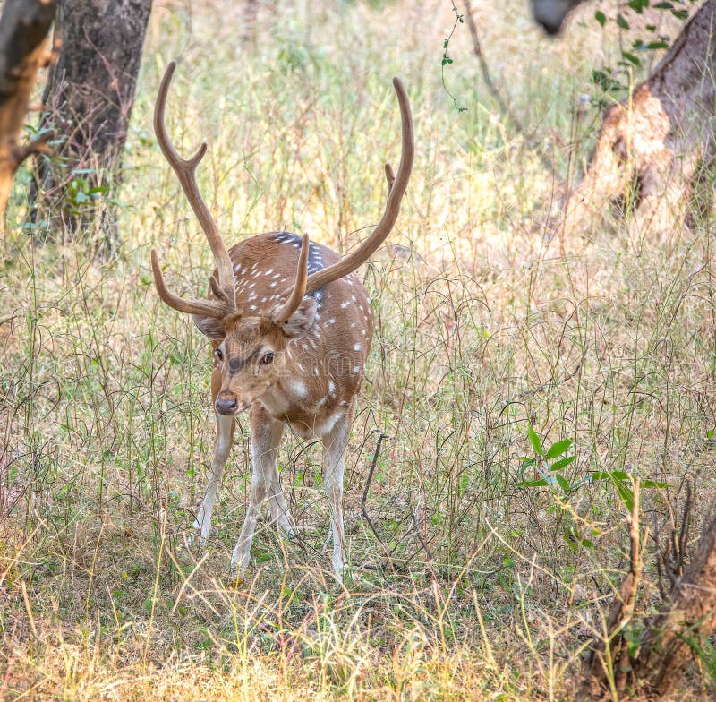 Um fanfarrão manchado dos cervos de Chital no parque nacional de Ranthambore na Índia fotografia de stock Um fanfarrão manchado dos cervos de Chital no parque nacional de Ranthambore na Índia fotografia de stock