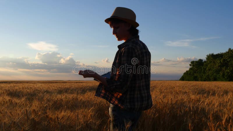 Um fazendeiro fêmea em uma camisa quadriculado anda os campos de trigo com uma tabuleta e verifica a qualidade da colheita fotos de stock royalty free Um fazendeiro fêmea em uma camisa quadriculado anda os campos de trigo com uma tabuleta e verifica a qualidade da colheita fotos de stock royalty free