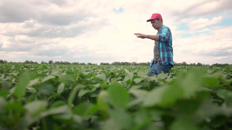 Um fazendeiro passa o estilo de vida através de um campo de soja. conceito de empresa agrícola. fazendeiro caminha entre as filas