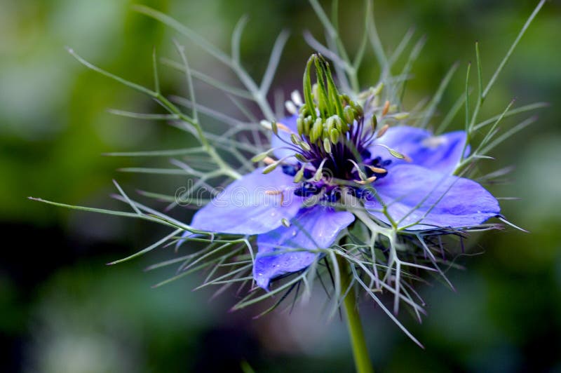Love-in-a-mist, or Nigella damascena, is an annual garden flowering plant, belonging to the buttercup family Ranunculaceae. The plant`s common name comes from the flower being nestled in a ring of multifid, lacy bracts. Love-in-a-mist, or Nigella damascena, is an annual garden flowering plant, belonging to the buttercup family Ranunculaceae. The plant`s common name comes from the flower being nestled in a ring of multifid, lacy bracts.