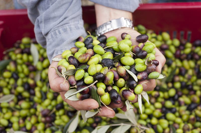 A close up of olives, ligurian olives, the name is taggiasca, olives near Imperia. A close up of olives, ligurian olives, the name is taggiasca, olives near Imperia