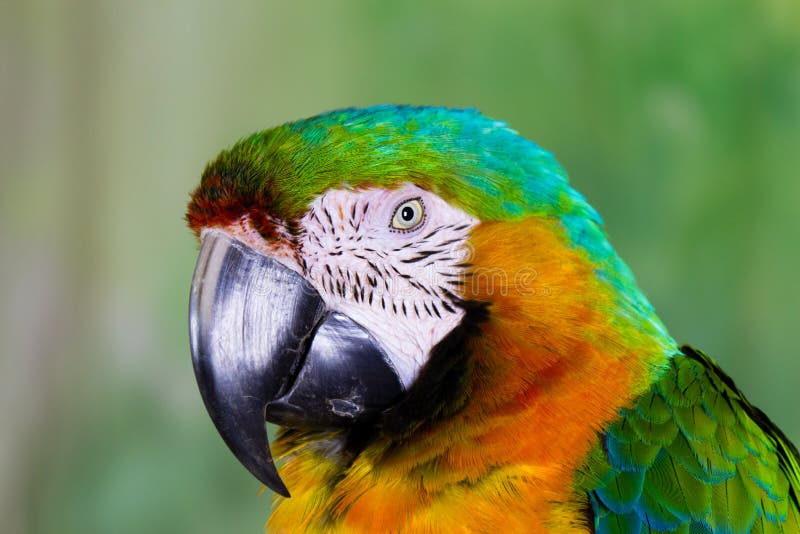 Arara-azul imagem de stock royalty free