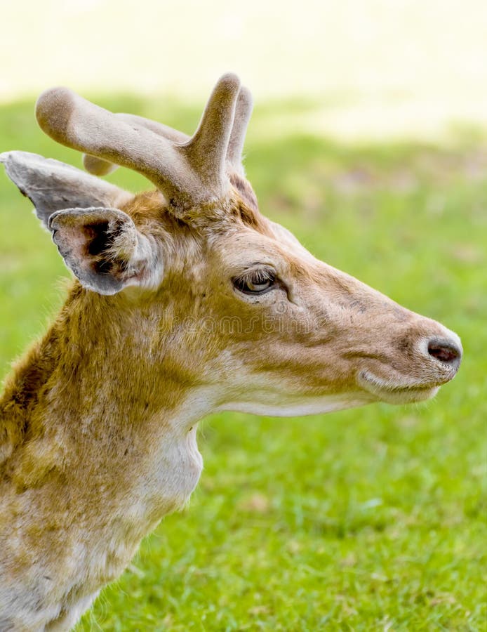 Olhos da corça foto de stock. Imagem de nariz, pele, animal - 12863516