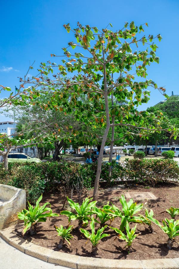 A flowerbed with a tree in the city of Zanzibar. High quality photo. A flowerbed with a tree in the city of Zanzibar. High quality photo