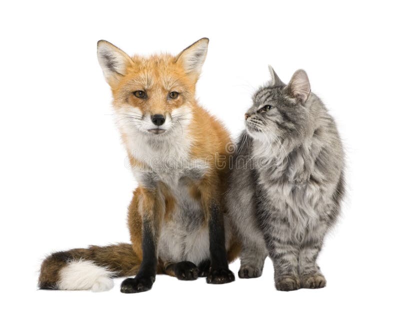 Um Fox e um gato imagens de stock Um Fox e um gato imagens de stock